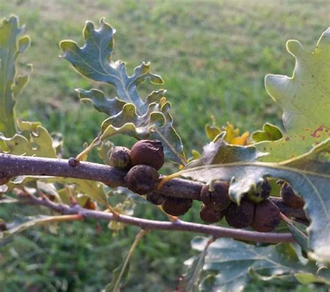 A Guide To Growing Oaks Pests And Diseases Grimms Gardens