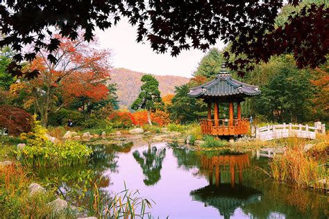 Ghé Morning Calm Thăm Vườn Hoa đẹp Nhất Hàn Quốc Tgroup Thương Mại Và