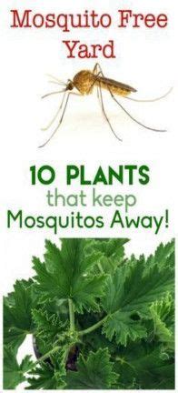 15 ideas plants that repel mosquitos in florida | Keeping mosquitos ...