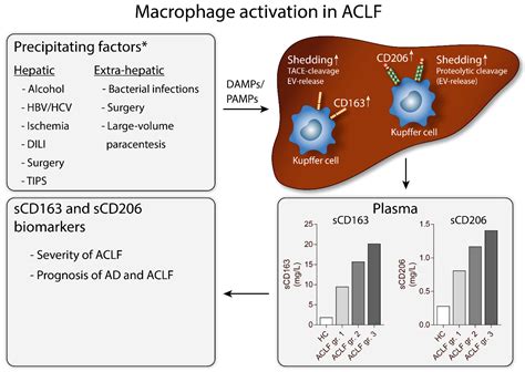 Cells Free Full Text Macrophage Activation Markers Cd163 And Cd206