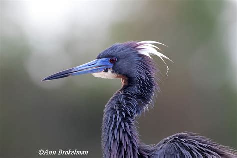 Ann Brokelman Photography Tri Coloured Heron Florida