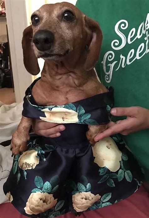 18 Year Old Makes Her Dachshund A Matching Prom Dress Wins The
