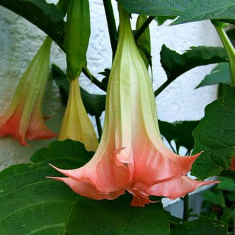 Live Plant Angel Trumpet White Pink Or Orange Blooms Brugmansia
