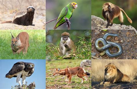 Ethiopias Native Animals Quiz