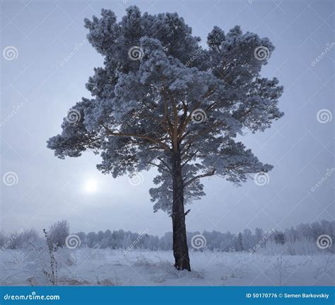 Lonely Frosted Pine Stock Photo Image Of Winter Tree 50170776