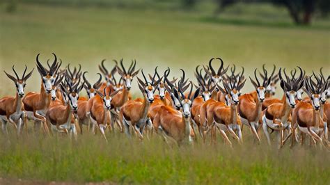 Springbok Herd Bing Wallpaper Download
