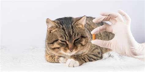 How Long Will A Cat Have Diarrhea After Deworming In Short Guide