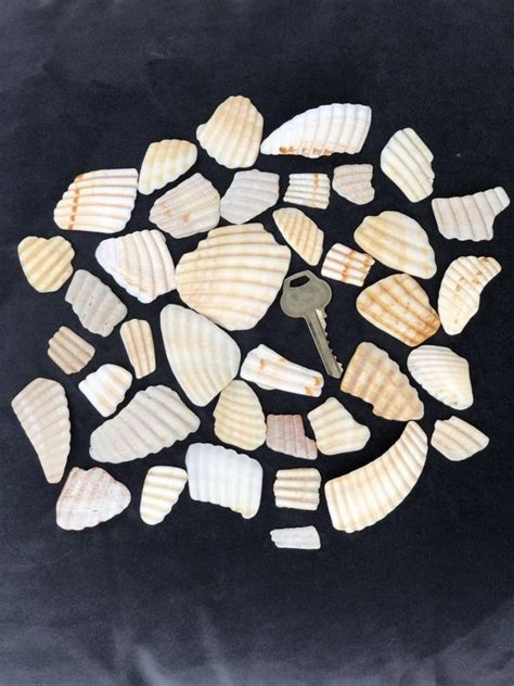 Crafting Shells Bits And Pieces Of Broken Seashells Aka Etsy Shell Crafts Sea Shells