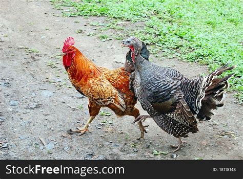 Cock And Turkey Free Stock Images And Photos 18118148