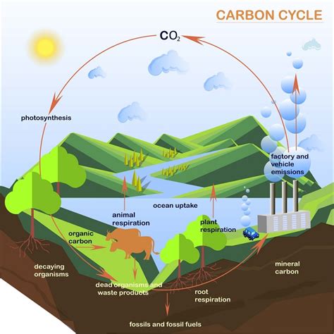 Ciclo Del Carbono El Gen Curioso Tu Sitio De Ciencias