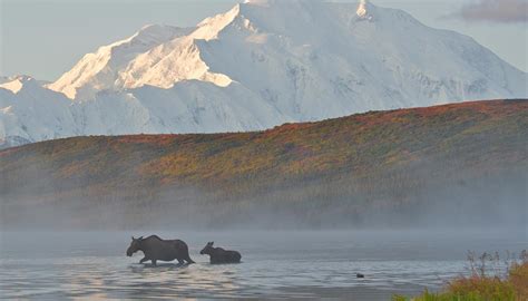 Alaska Wildlife And National Park Vacations Alaska Collection