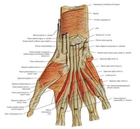 Muscles Of The Arm And The Hand Anatomical Plates Shoulder Muscle