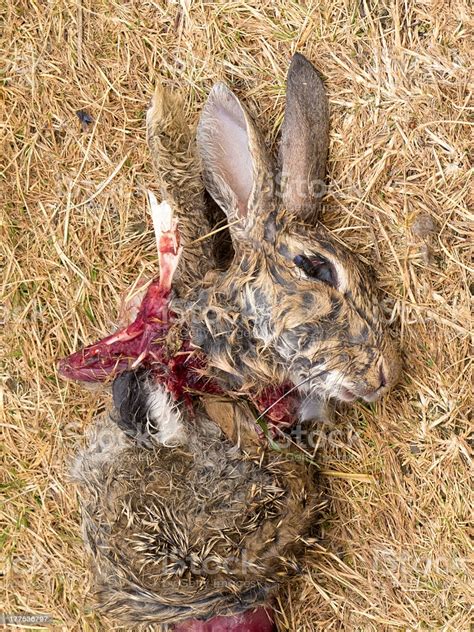 Easter Bunny Is Dead Carcass Of Mutilated Rabbit Stock Photo 177536797