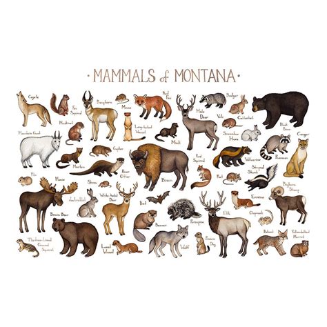 Montana Mammals Field Guide Art Print Animals Of Montana Watercolor