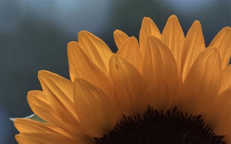 Download Wallpaper 3840x2400 Sunflower Macro Petals Flower 4k Ultra