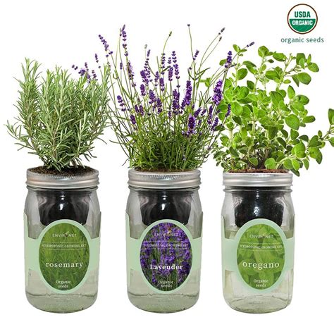 Herb Garden Trio Mason Jar Hydroponic Kit Set Rosemary Lavender And