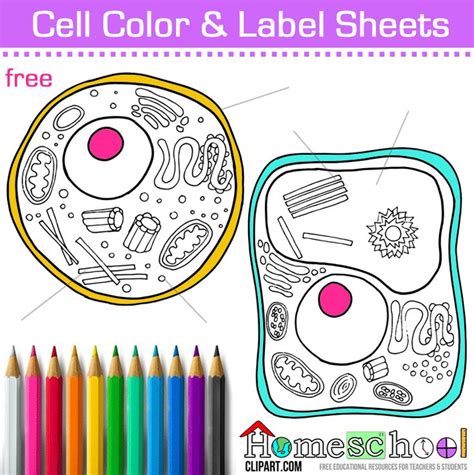 Cell Coloring Page Plant And Animal Cells Science Cells Homeschool