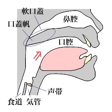 硬口蓋、軟口蓋、口蓋帆 | アメーバピグ攻略必勝法!