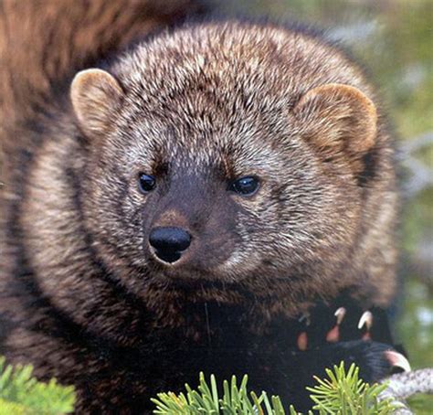 Federal Plan To Protect Fisher A Weasel Cousin Cites Threat From