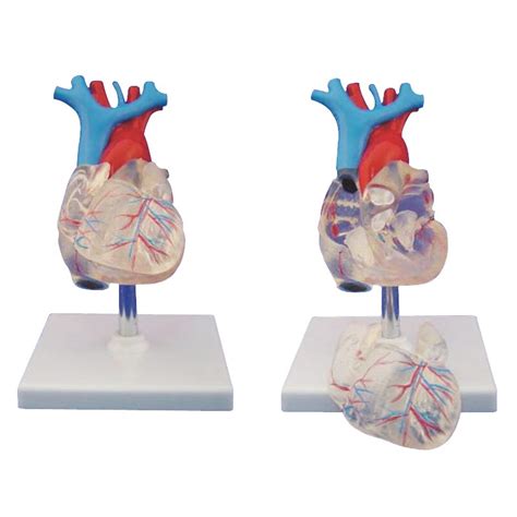 Human Anatomical Heart Anatomy Transparent Heart Anatomy Model Teaching