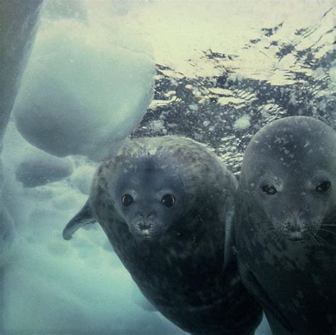 Types Of Seals Around The World