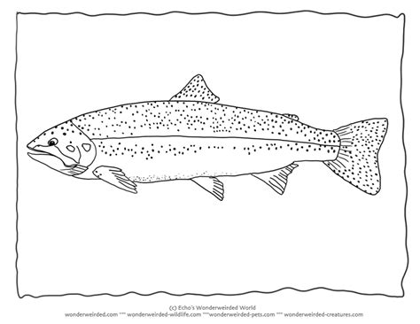 Touch device users, explore by touch or with. Rainbow Trout Pic to Color 2 Trout Coloring Page with ...