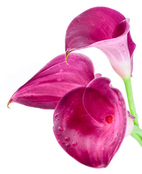 Calla lilies are beautiful, elegant plants that originate from south africa and are easy to grow in many regions. List of Different Types of Exotic Flowers With Exquisite ...