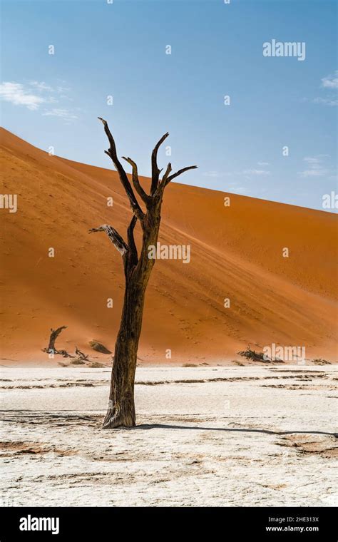 Dead Tree Against Towering Sand Dunes At Deadvlei In The Namib Desert