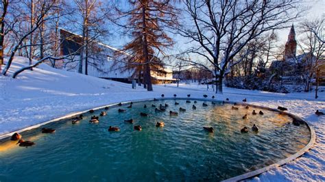 Nature Landscapes Trees Park Garden Pond Lakes Water Winter Snow