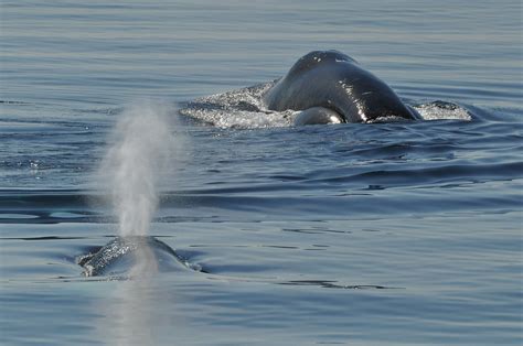 Bowhead Whales Balaena Mysticetus Disko Bay West Greenl Flickr