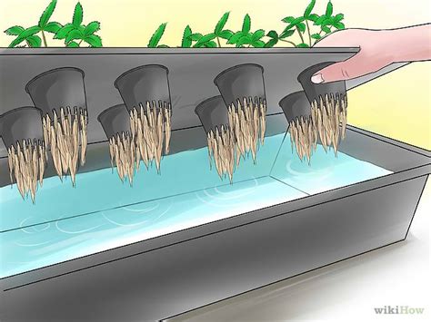 Getting Started With Hydroponics The Basics Of Growing Hydroponic