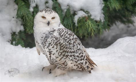 Schnee Eule Foto And Bild Animaux Animaux Sauvages Oiseaux Bilder