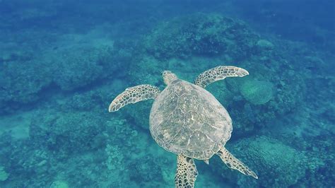 Swim With Turtles And Dolphin Watch From 146 Waikiki Adventures