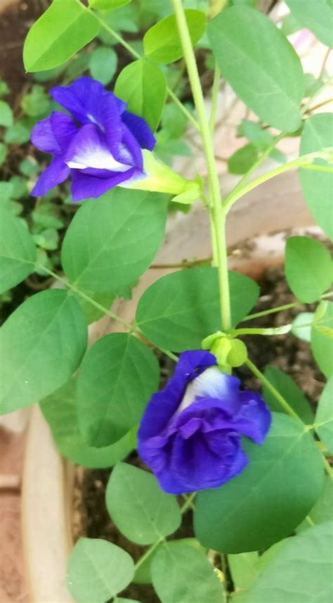 Butterfly pea flower tea is the most unique looking tea in the world. Blue Tea (butterfly pea flower tea) - My Foodcourt