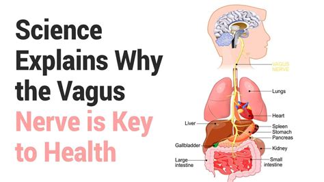 Science Explains Why The Vagus Nerve Is Key To Health Vagus Nerve