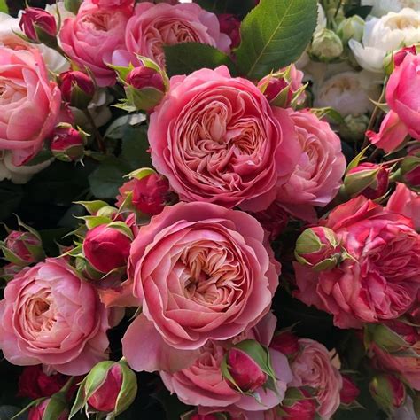 A Bouquet Of Pink Roses With Green Leaves And White Flowers In The