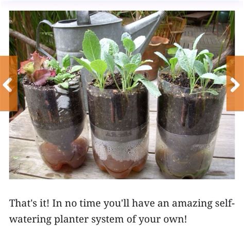 Upcycle A Water Bottle Into An Amazing Self Watering