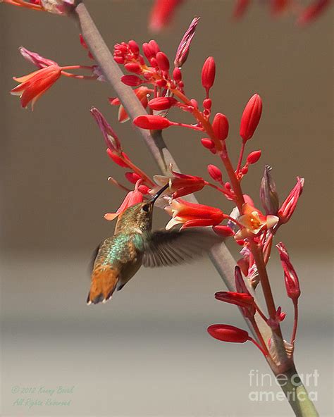 Allens Hummingbird Flying And Feeding Amazing Photograph By Kenny