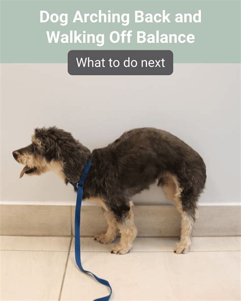 Dog Arching Back And Walking Off Balance What To Do Next Southeast