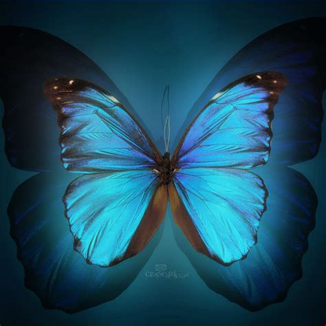 To download butterfly backgrounds, right click on any picture you want and then select save image as… to. Beautiful | Butterfly wallpaper backgrounds, Butterfly ...