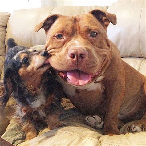 Chunky Meatball Of A Pit Bull Has Identity Crisis Acts Like A Big Baby