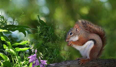 #1857522, squirrel category - Free Awesome squirrel backround | Red squirrel, Squirrel, Animals