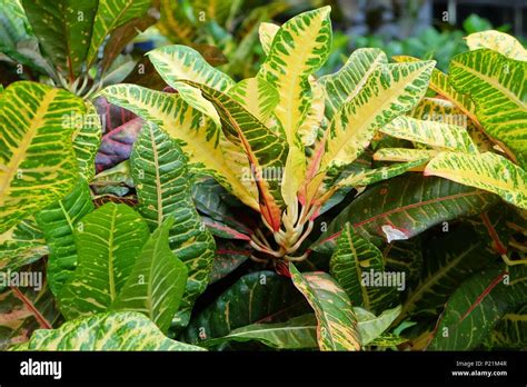 Flower And Plant Beautiful Green And Yellow Spot Croton Plants Or