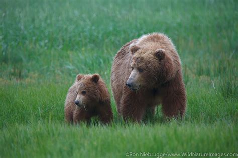 Sow With Cub Photos By Ron Niebrugge