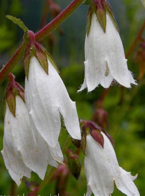 Campanula Alliariifolia Beautifulrare Bellflower Unique Creamy White
