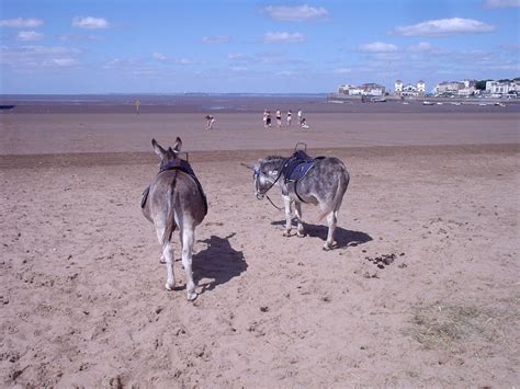 Donkeys On The Beach Weston Super Mare Andy Hebden Flickr