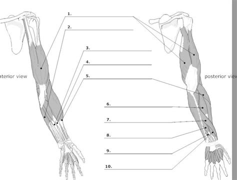 Muscles Of Upper Limb Diagram Quizlet