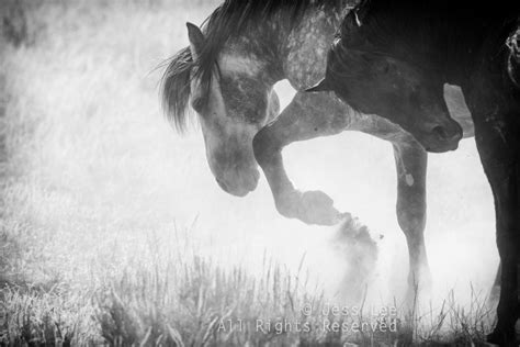 Wild Mustang Kicking Up A Cloud Of Dust Wilde Paarden Paarden Wild