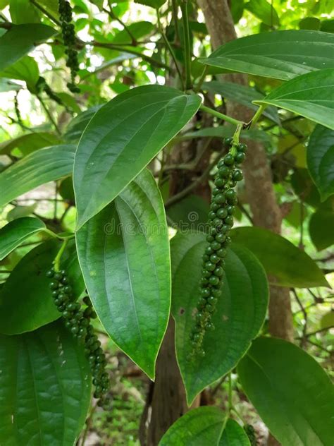 Black Pepper Vine Piper Nigrum Green Drupes With Leaves In Sri