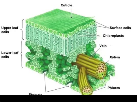 Exploring The Possibility Of Life In The Plant Cuticle